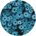 Alexandra Stoica profile picture